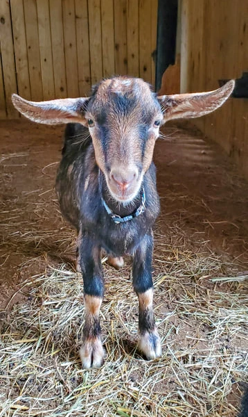 Sanctuary Animals - Hidden Acres Animal Sanctuary